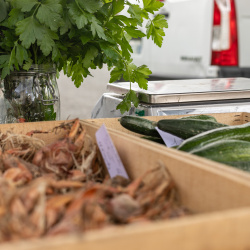 Manifestations & Animations